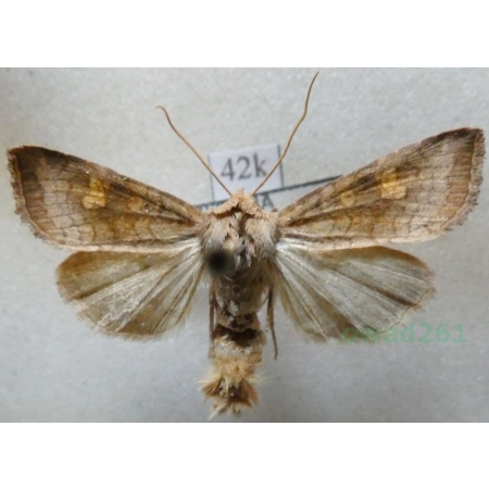 Amphipoea fucosa (Freyer, 1830) Paciepnica rdzawka Czech42k